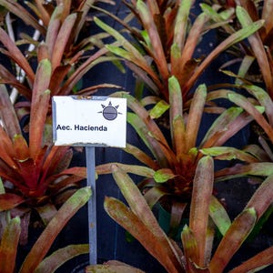 Bromeliad Aechmea Hacienda Plant 8 Inch Pot Tropical Indoor Colorful Houseplant