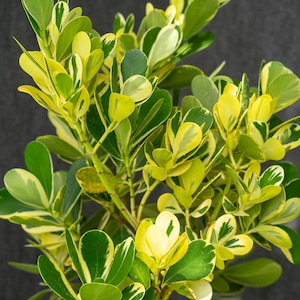Clusia Variegated  14&quot; pot (7 gallon)
