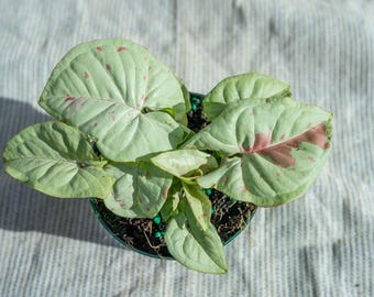 Syngonium Milk Confetti 6" pot