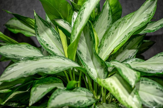 Aglaonema 'emerald Bay' - Chinese Evergreen, Low Light, Easy Care Indoor  Plant - Etsy