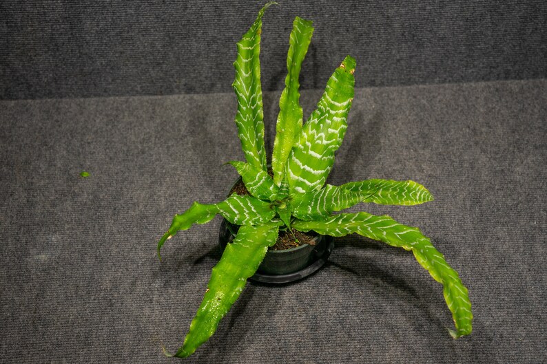 305 Greenery Cryptanthus Betty Ann Prevatt Earth Star Plant - Thumbnail 3