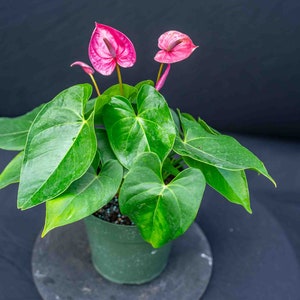 Anthurium Utah 6&quot; pot