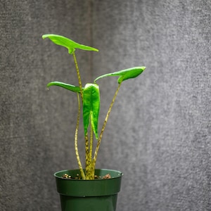 Alocasia Zebrina - Etsy
