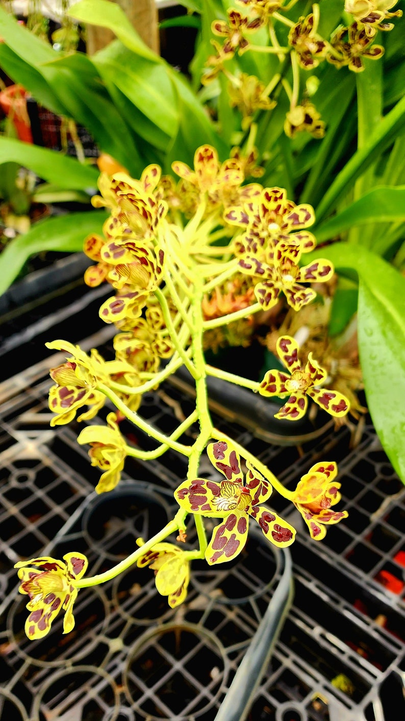 Grammatophyllum scriptum Var Leopard image 1