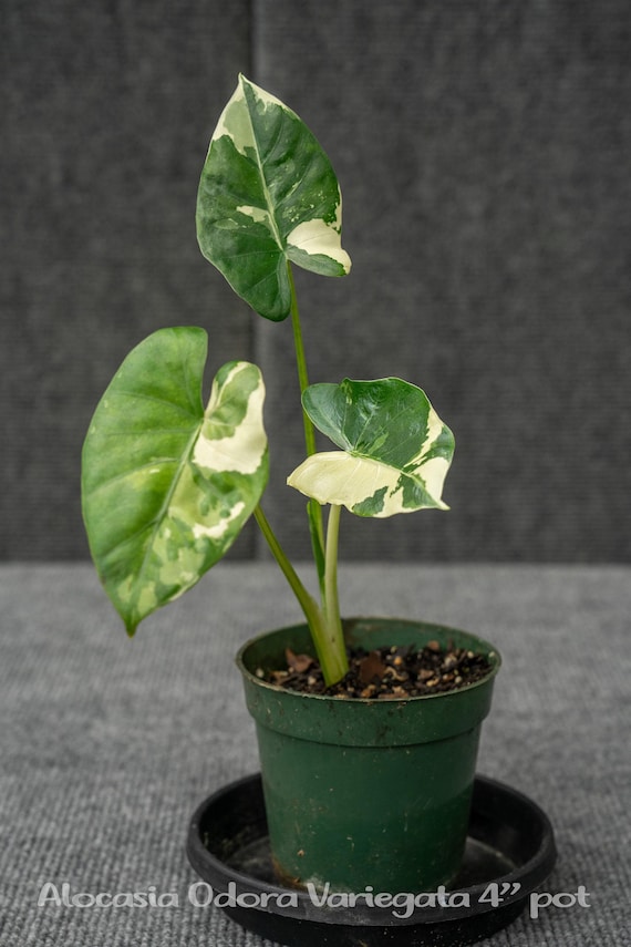 Alocasia Odora Variegata 4" pot