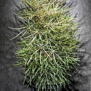 False Aralia &#39;Plerandra elegantissima&#39; in a 5 Gallon Pot