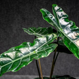 Alocasia X  &#39;Chantrieri&#39;  (4&quot; Pot)