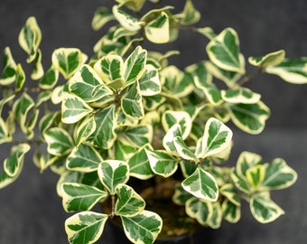 Ficus triangularis variegata 6" pot