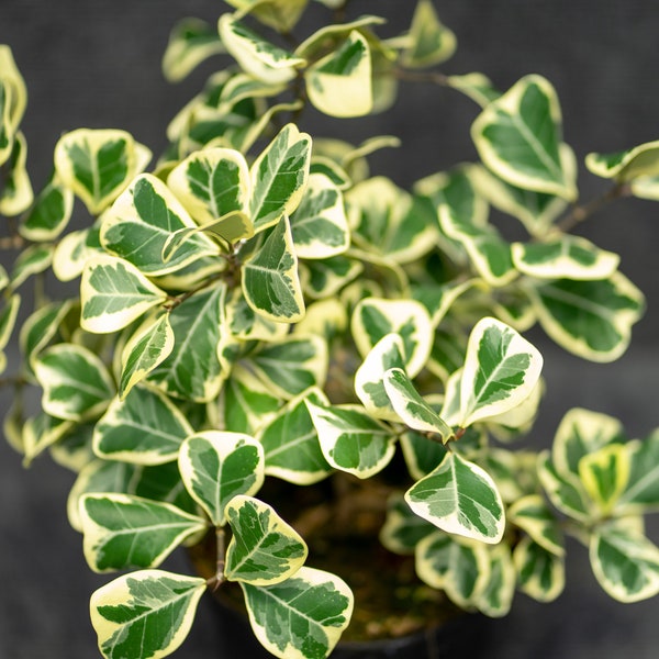 Ficus triangularis variegata 6" pot