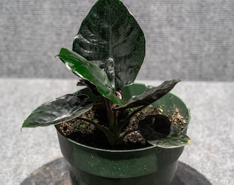 Alocasia infernalis 'Kapit'  Black Panther (6" Pot)