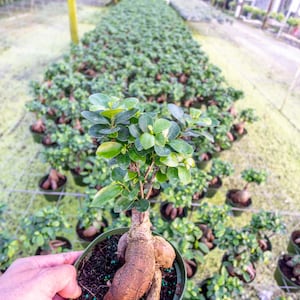 Ficus Ginseng 6" pot