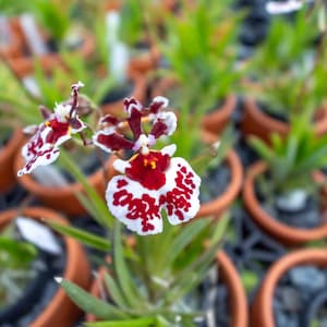 May include: A close-up of a white and red orchid with spotted petals. The orchid is in a terracotta pot and surrounded by other plants.