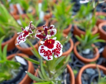 Tolumnia Jairak Firm ‘Spoty’