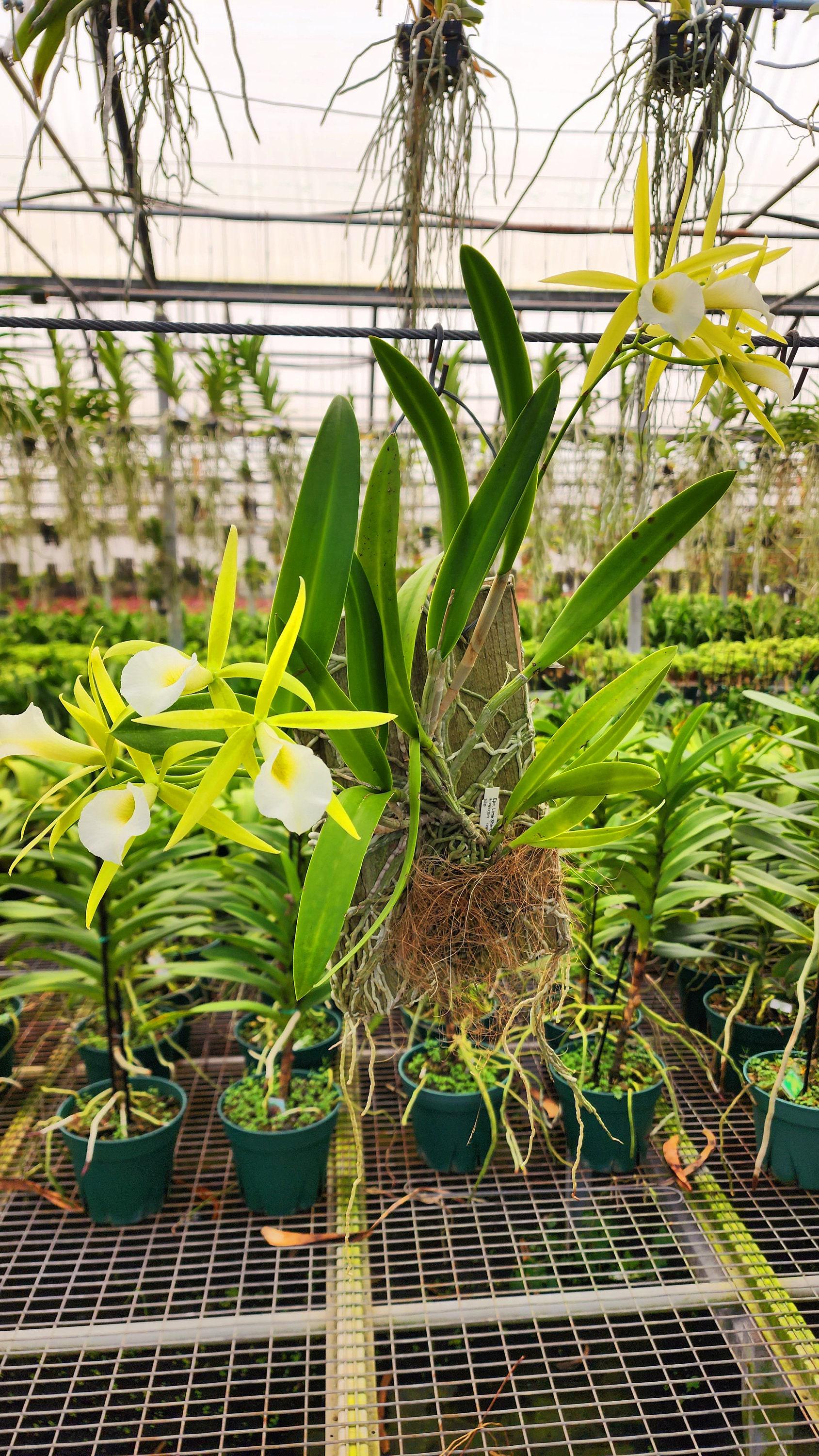 Brassavola 'lime-sherbet' Orchid: Showy Lime Green Flowers - Etsy