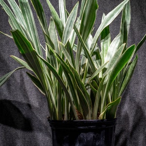 Sansevieria Sayuri, snake plant 3 Gallon
