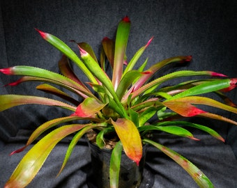 Bromeliad Witrukia Superbum 9" pot