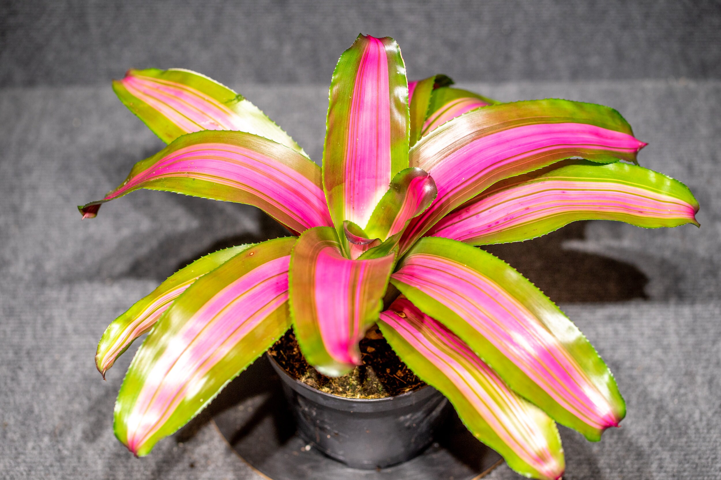 Bromeliad Neoregelia Wolfgang | Etsy