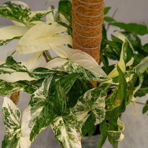 Syngonium podophyllum albo-variegatum 6&quot; pot