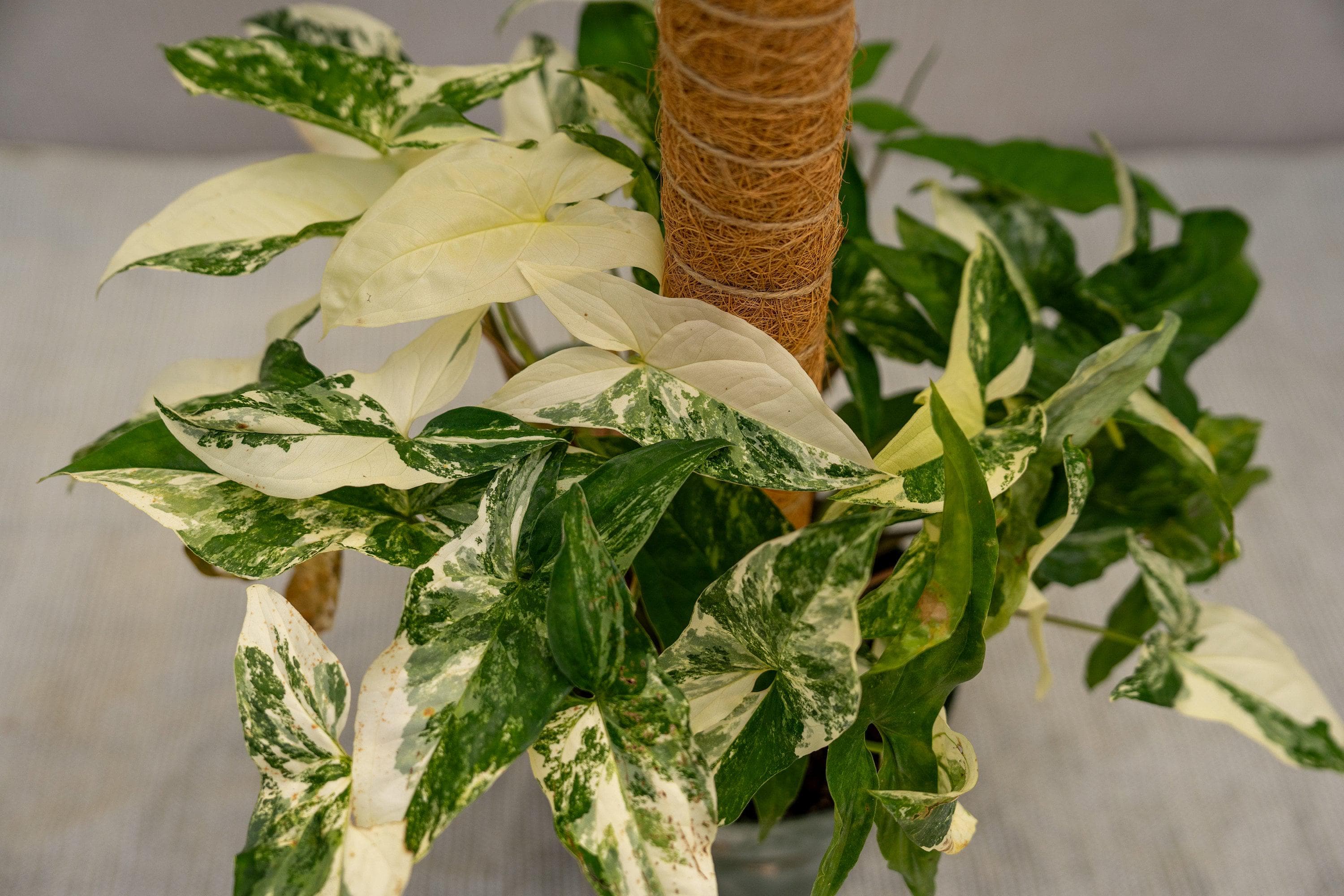 Syngonium Podophyllum Albo-variegatum 6" Pot - Etsy