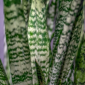 Sansevieria Wintergreen ‘Snake plant’ 3 gallon pot