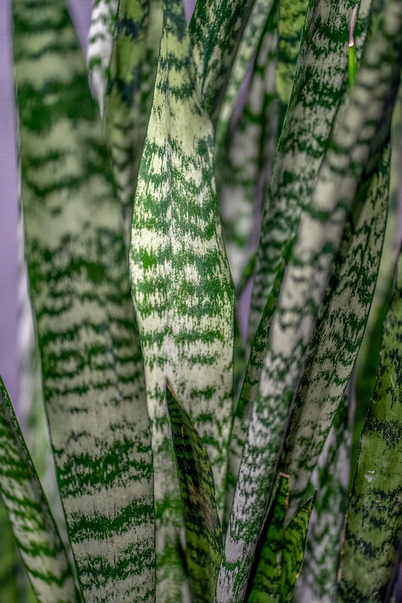 Sansevieria Wintergreen Snake Plant 3 Gallon Pot Etsy Singapore