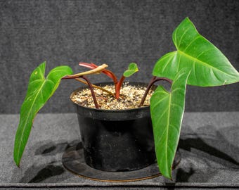 Pink Princess Philodendron Rare Aroid House Plant Indoor Tropical  Variegated Blushing Philodendron - Etsy
