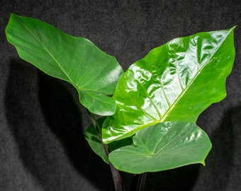 Alocasia Black Stem potted in a 3 gallon pot