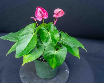 Anthurium Utah: Large Purple Big American Tropical Flowering Plant