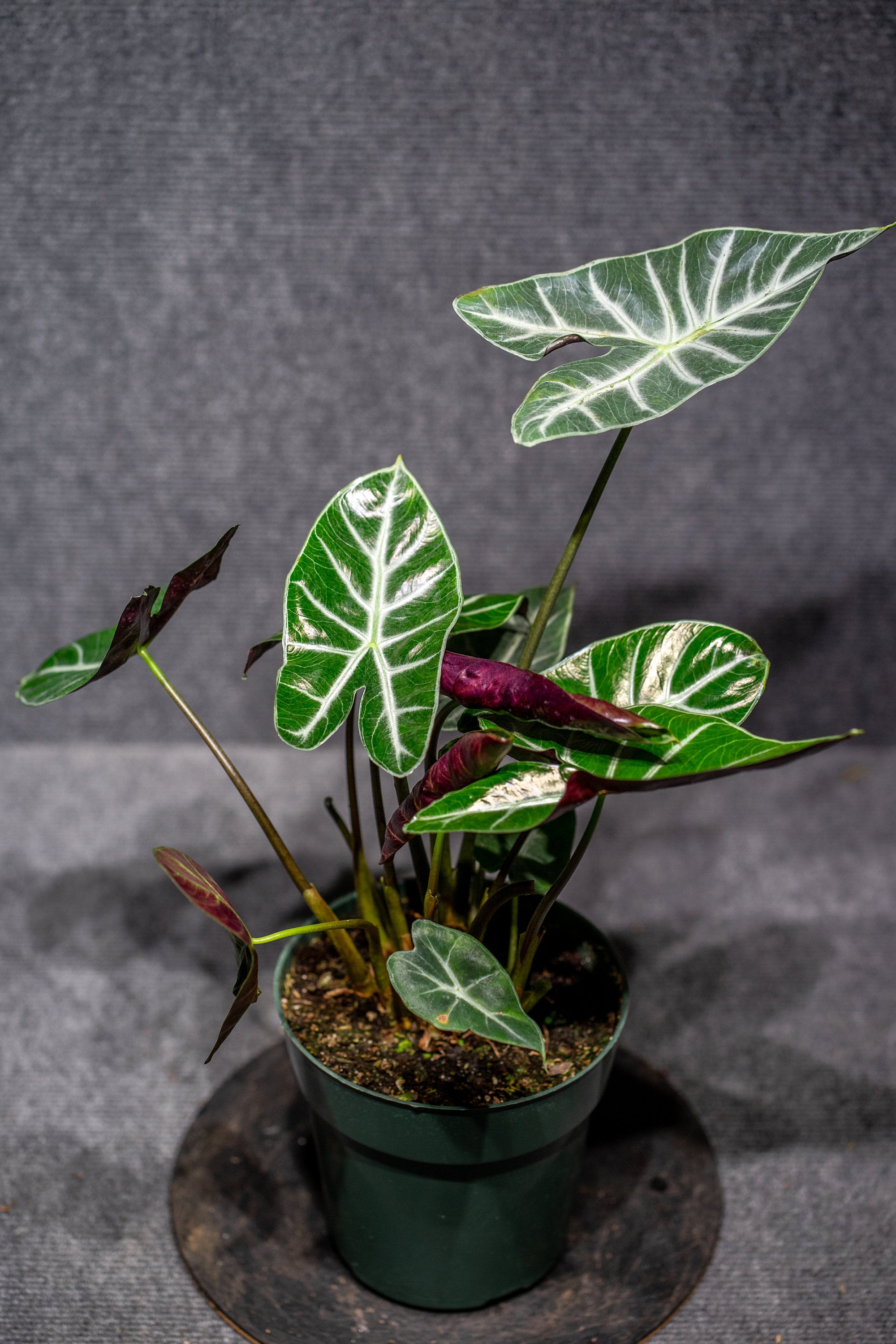 Alocasia Ivory Coast
