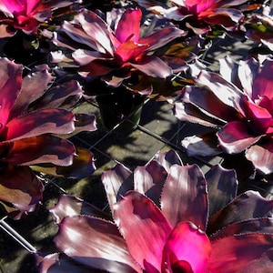 Bromeliad Neoregelia Purple Passion  6&quot; pot
