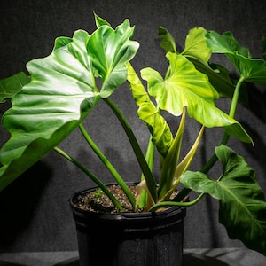 Philodendron Giganteum 14&quot; pot (7 Gallon)