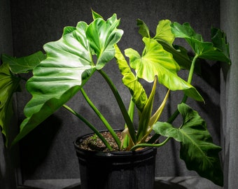 Philodendron Giganteum 14" pot (7 Gallon)