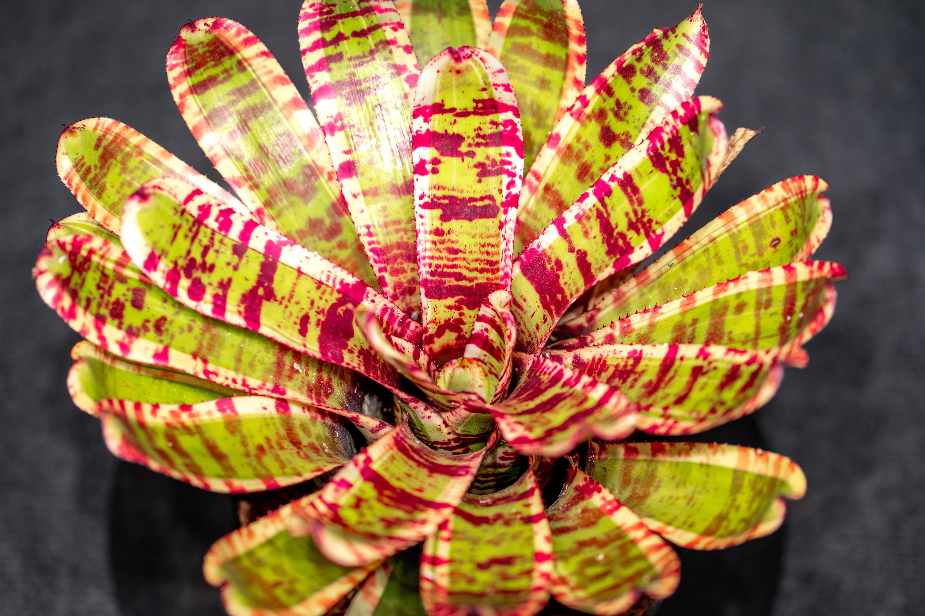 Neoregelia Wild Rabbit 6 Neoregelia Wild Rabbit 6