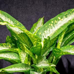 where to buy a philodendron Philodendron tenue XL