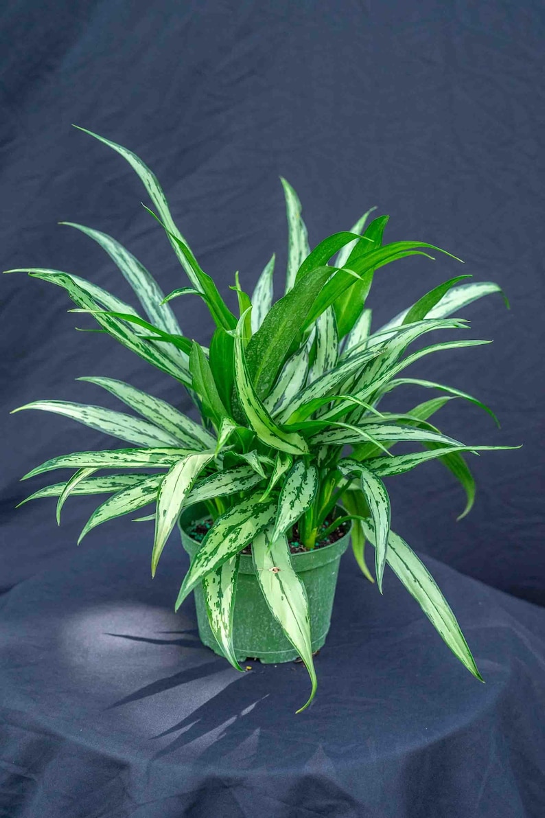 305 Greenery Aglaonema Cutlass - Thumbnail 3
