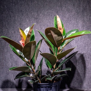 Ficus Elastica Burgundy, 3 gallon Pot