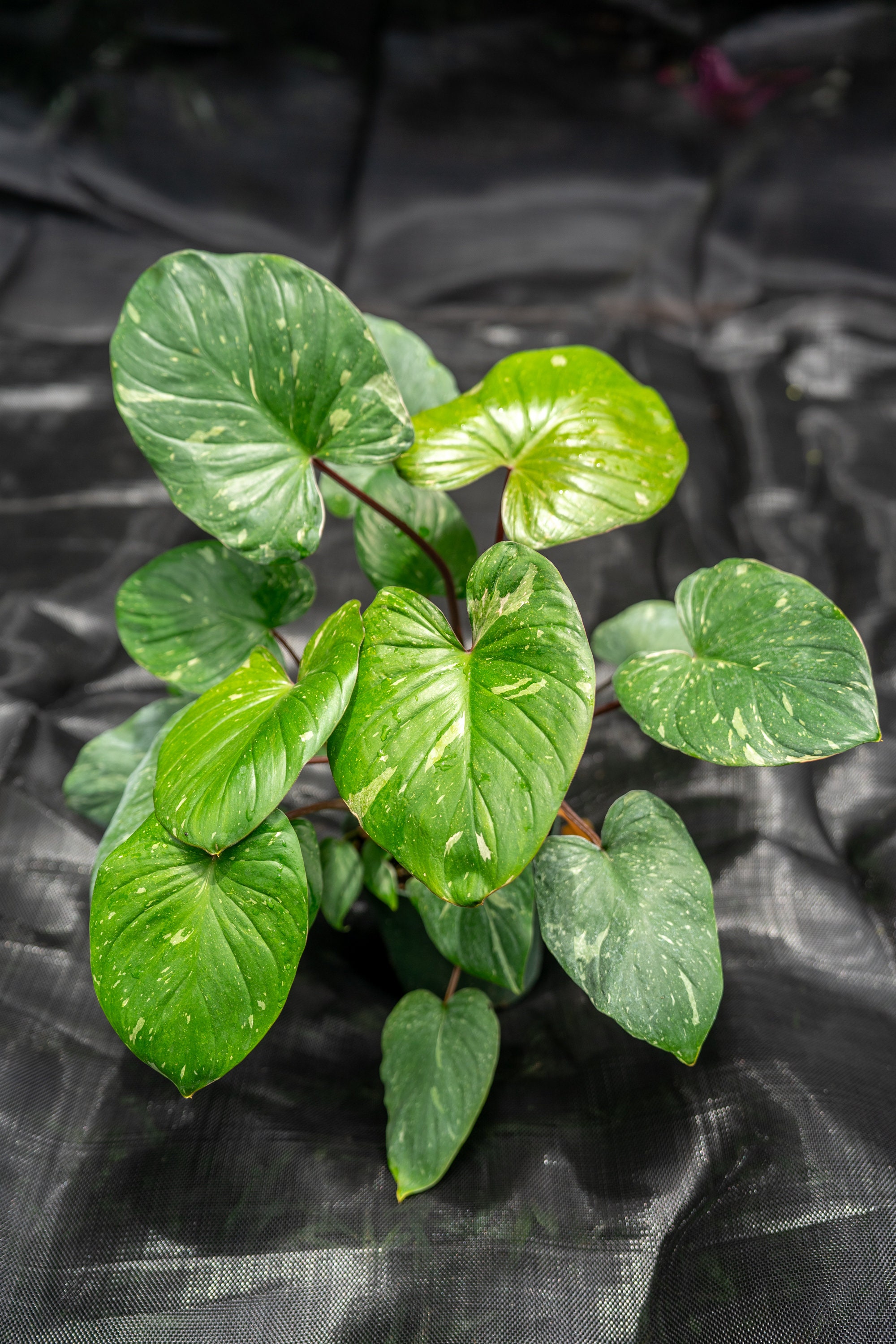 8月中セール☆ 斑入り ホマロメナ homalomena rubescens Variegated