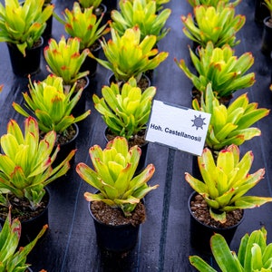 Bromeliad Hohenbergia Castellanosii Variegated 8 pot image 3