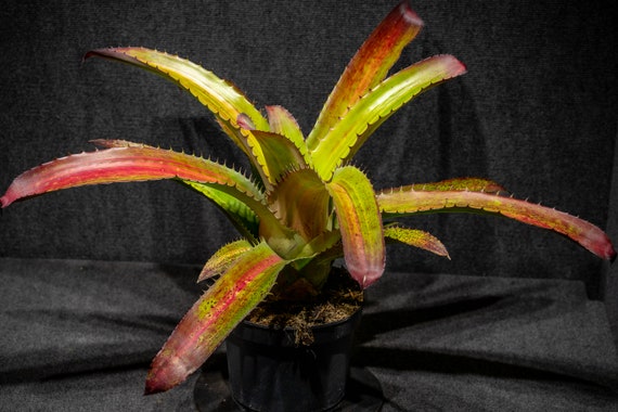 ブロメリア・エアープランツ Aechmea Bracteata Red Aechmea Bracteata Variegated 8