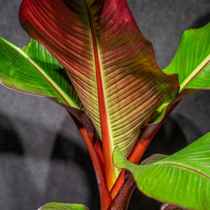 Banana Musa Red Abyssinian - Ensete maurelii 10&quot; pot