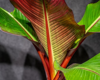 Banana Musa Red Abyssinian - Ensete maurelii 10" pot