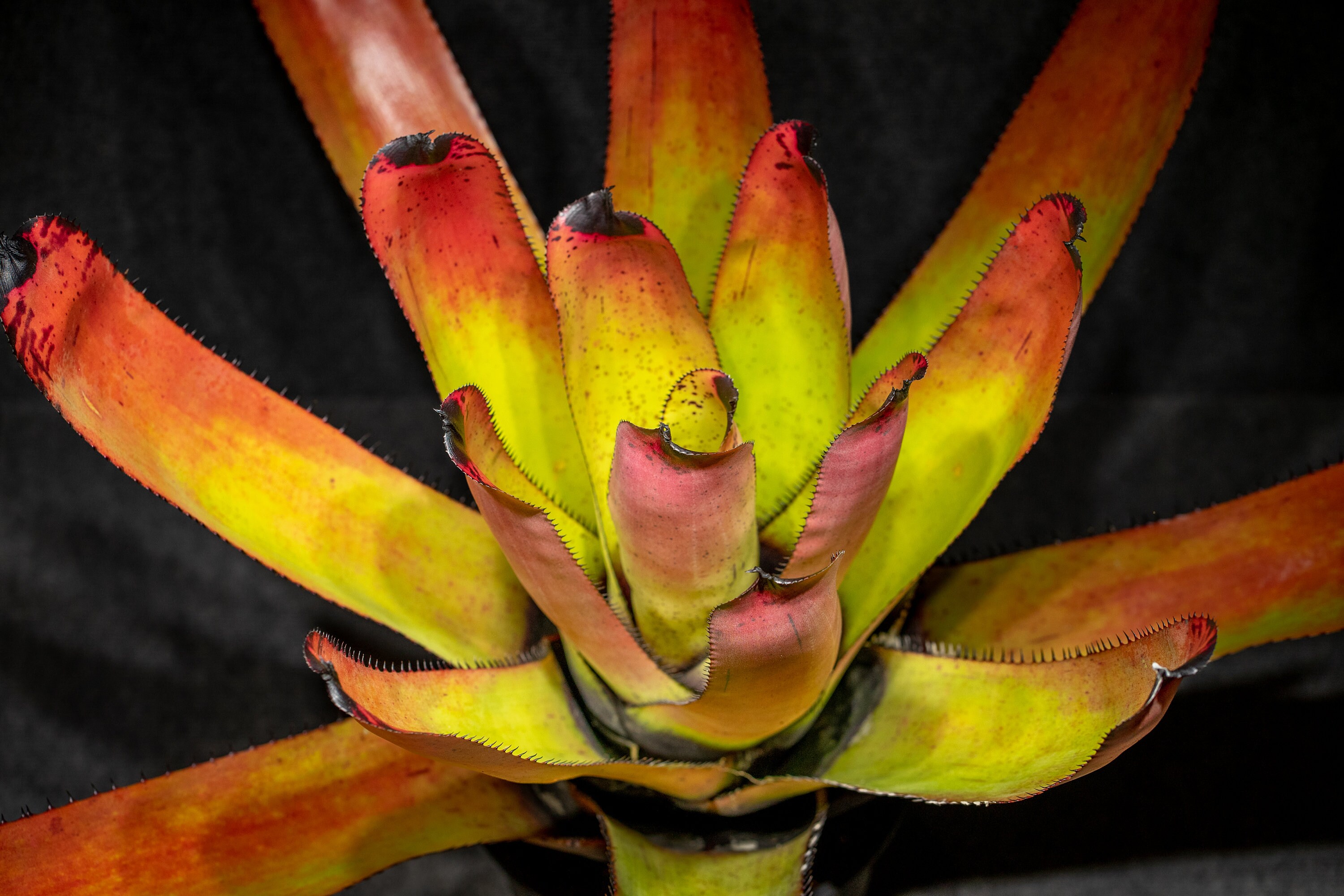 ブロメリア　neoregelia carcharodon rainbow Neoregelia carcharodon 'Rainbow' – bromeliad.com