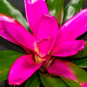 Neoregelia Romance 6&quot; Pot