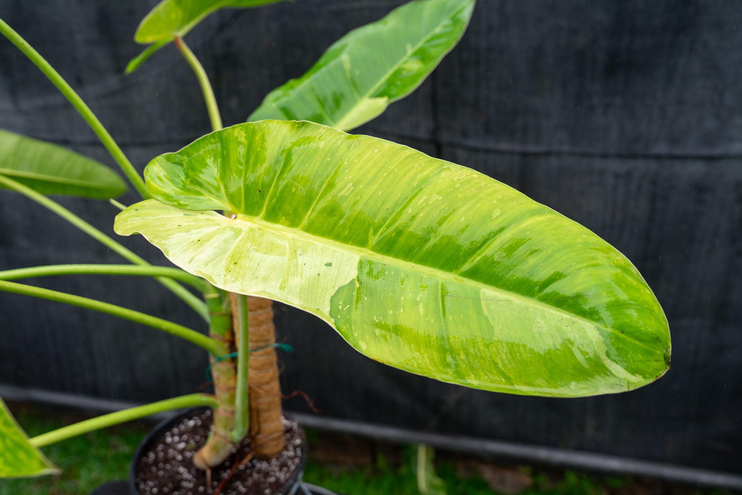 Philodendron Jose Bueno: Rare Variegated Tropical Aroid - 8" Pot - Etsy