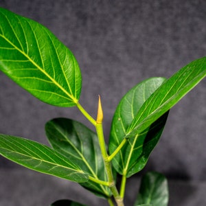 Ficus benghalensis &#39;Audrey&#39; potted in an 8&quot; pot