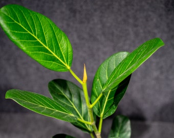 Ficus benghalensis 'Audrey' potted in an 8" pot