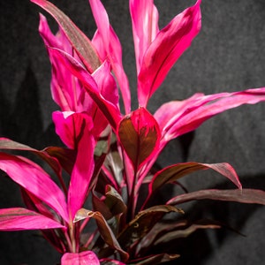 Cordyline fruticosa ‘Red Sister’, Ti Plant, Cordyline Terminalis, Dracaena Terminalis  10” pot