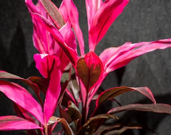 Cordyline fruticosa ‘Red Sister’, Ti Plant, Cordyline Terminalis, Dracaena Terminalis  10” pot