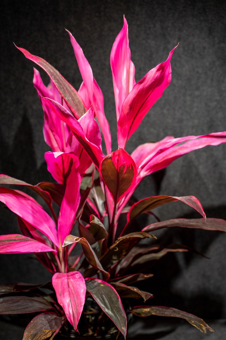 Cordyline fruticosa Red Sister, Ti Plant, Cordyline Terminalis, Dracaena Terminalis 10 pot image 1