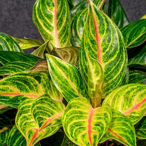 Aglaonema Siam Ruby in a 3 Gallons pot
